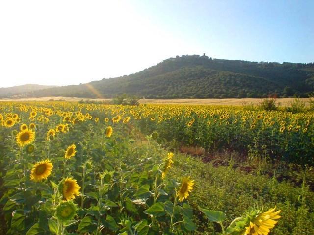 Agriturismo Lupo Vecchio Гросето Екстериор снимка